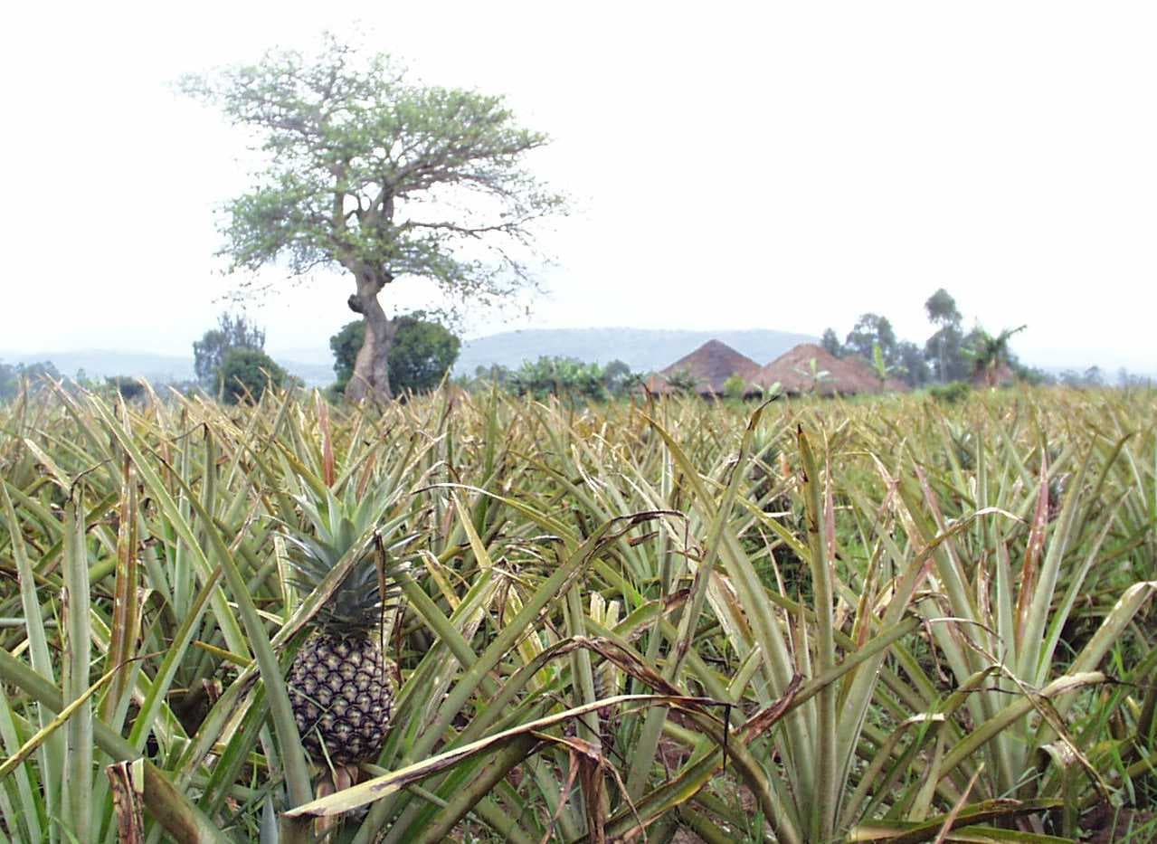 Au Kenya, Mananasi est le mot swahili pour ananas. Les mananasi de ce champ étaient incroyablement délicieux et sucrés.