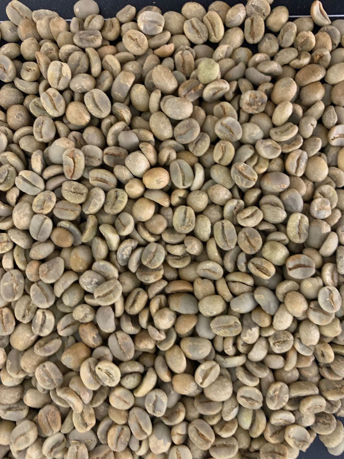 巴西阿拉比卡咖啡 (Sahel Agri-Sol / 公共领域)