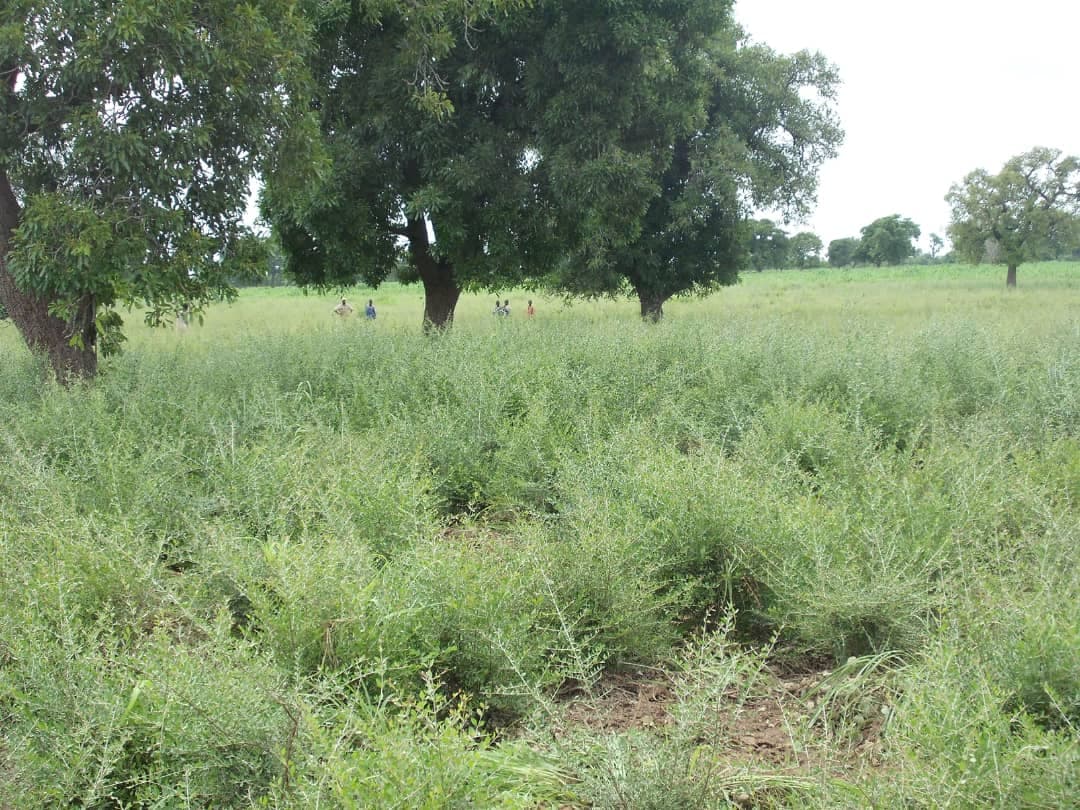 La alfalfa es un cultivo forrajero valioso que se cultiva ampliamente para la alimentación del ganado. Es una buena fuente de proteínas y otros nutrientes (Sahel Agri-Sol / Adalidda / dominio público).