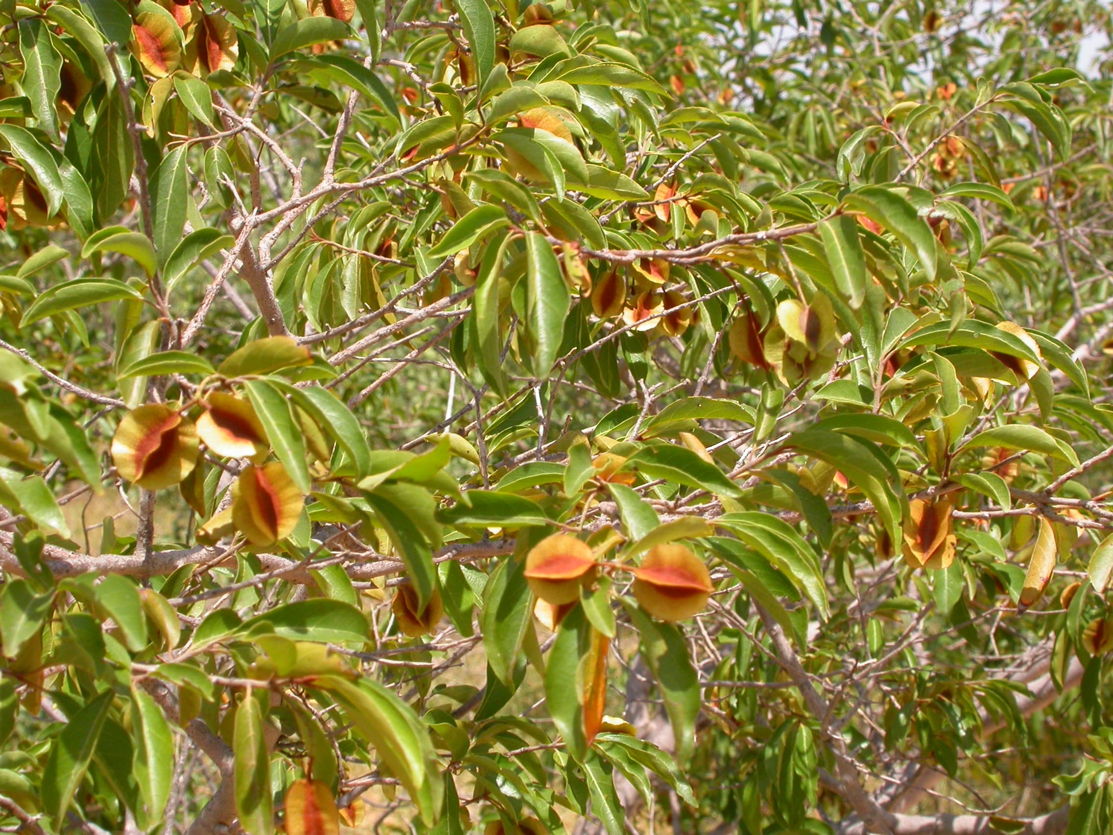 Combretum micranthum, Kinkeliba, tradicionalmente utilizado contra la malaria. Cerca de Bobo-Dioulasso, Burkina Faso (Crédito: Marco Schmidt - Obra propia, CC BY-SA 2.5, https://commons.wikimedia.org/w/index.php?curid=4891587)