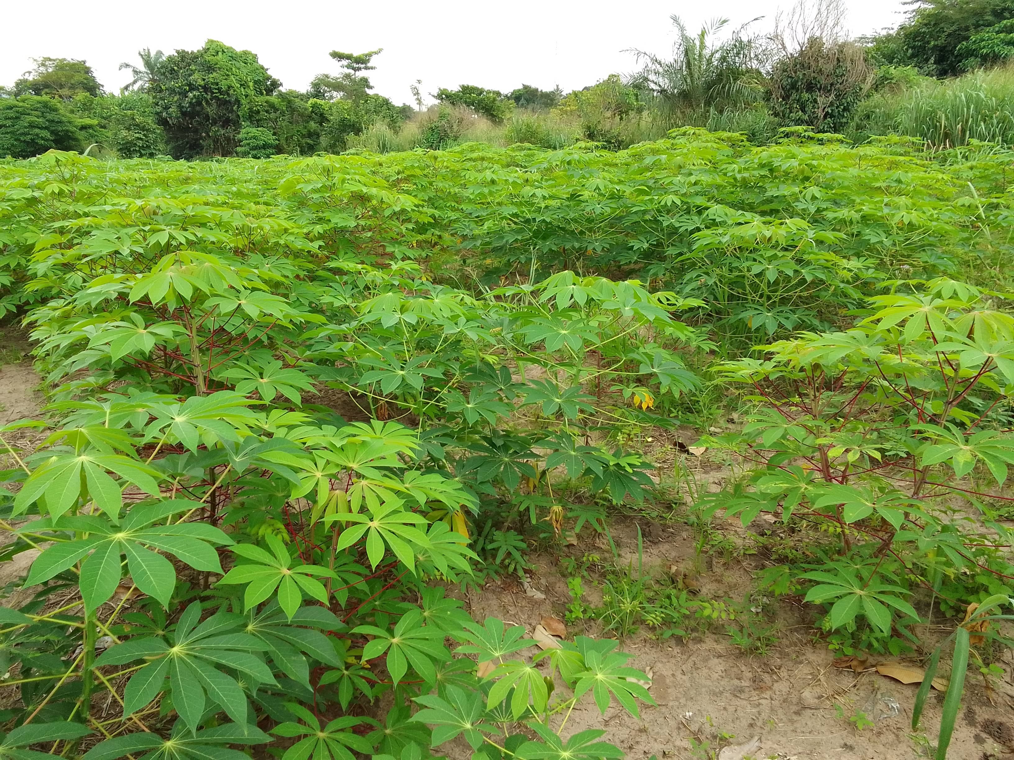 Campo de yuca (Sahel Agri-Sol / Adalidda / dominio público)