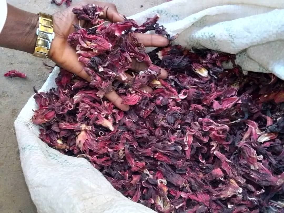 Hibiskus kering (Sahel Agri-Sol / Adalidda / domain publik)