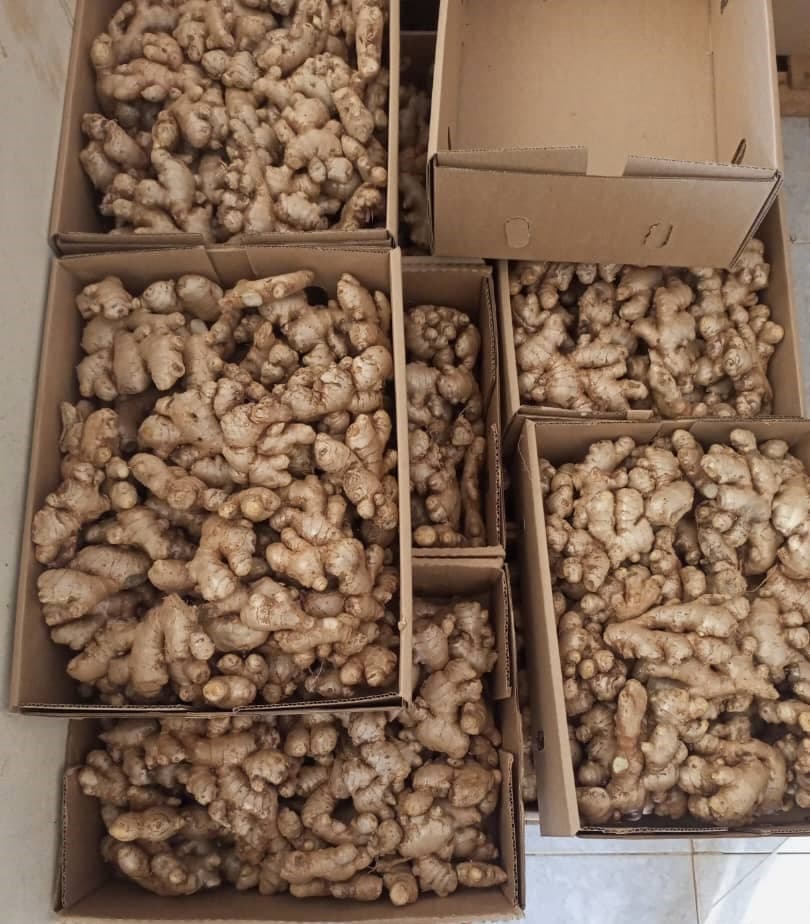 புதிதாக இருக்கும் இஞ்சி (Sahel Agri-Sol / Adalidda / பொது பயன்பாட்டு பகுதி)