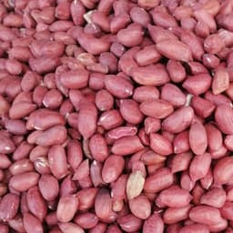 Amendoins Premium: Qualidade e Sustentabilidade