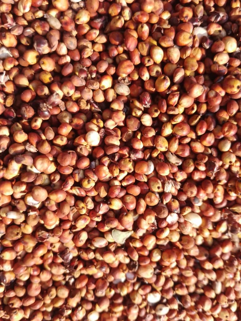 Sorgo Rosso (Sahel Agri-Sol / Adalidda / Dominio Pubblico)