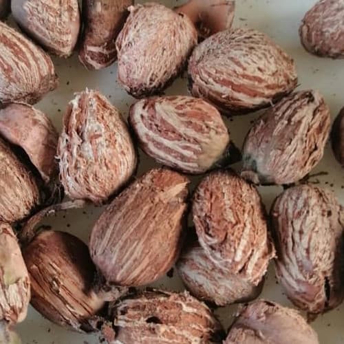 Scopri le Noci di Karité Premium di Sahel Agri-Sol