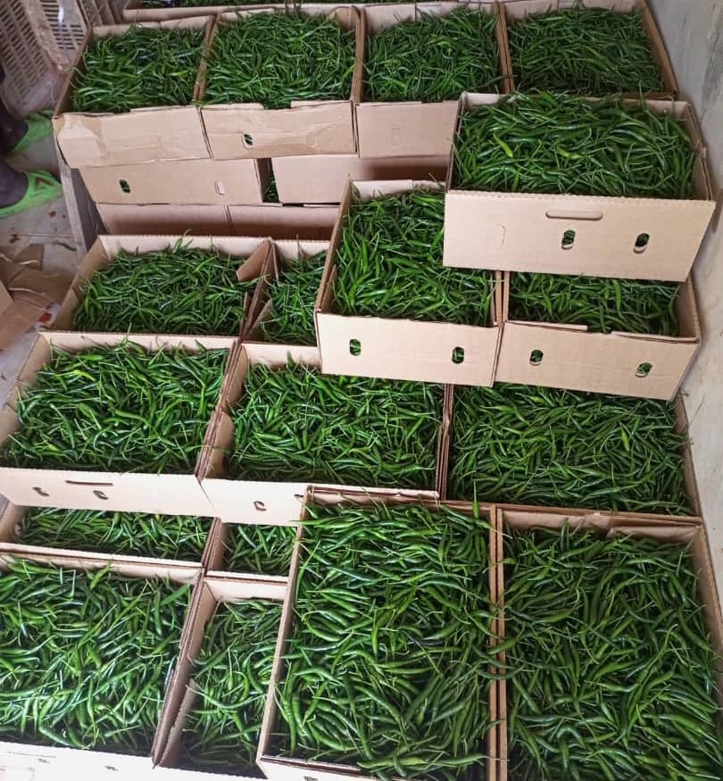 新鲜青辣椒 (Sahel Agri-Sol / Adalidda / 公共领域)