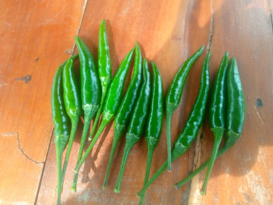 新鲜青辣椒 (Sahel Agri-Sol / Adalidda / 公共领域)