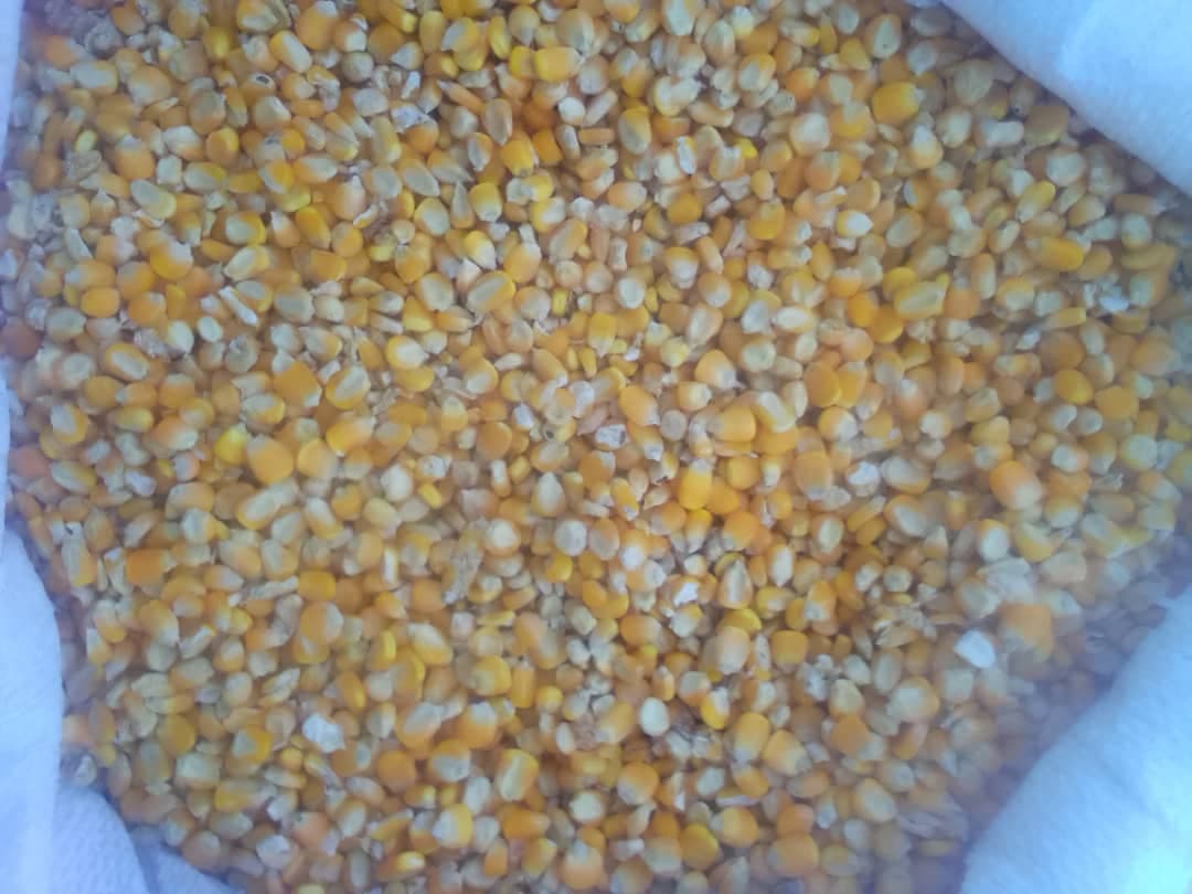 Maíz amarillo (crédito: Sahel Agri-Sol / Adalidda / Dominio público)