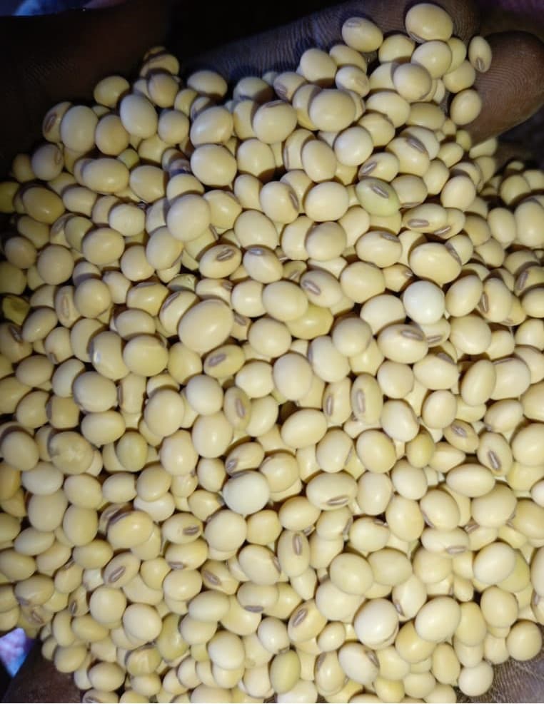 Non-GMO Soybean Grains for Food, Beverage & Cosmetics