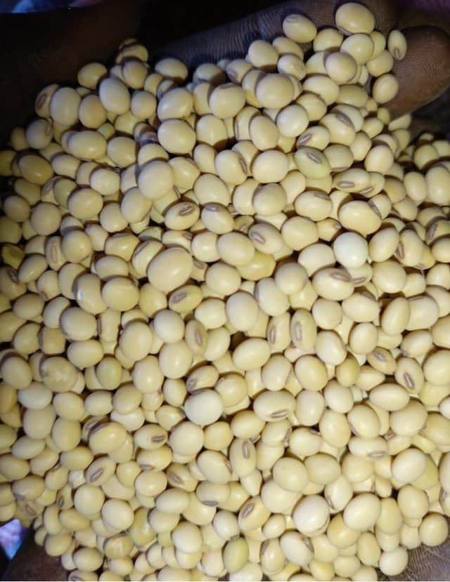 Non-GMO Soybean Grains for Food, Beverage & Cosmetics