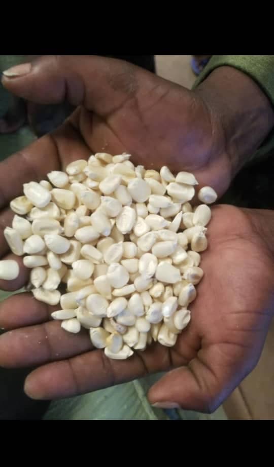 Maíz blanco (crédito: Sahel Agri-Sol / Adalidda / Dominio público)