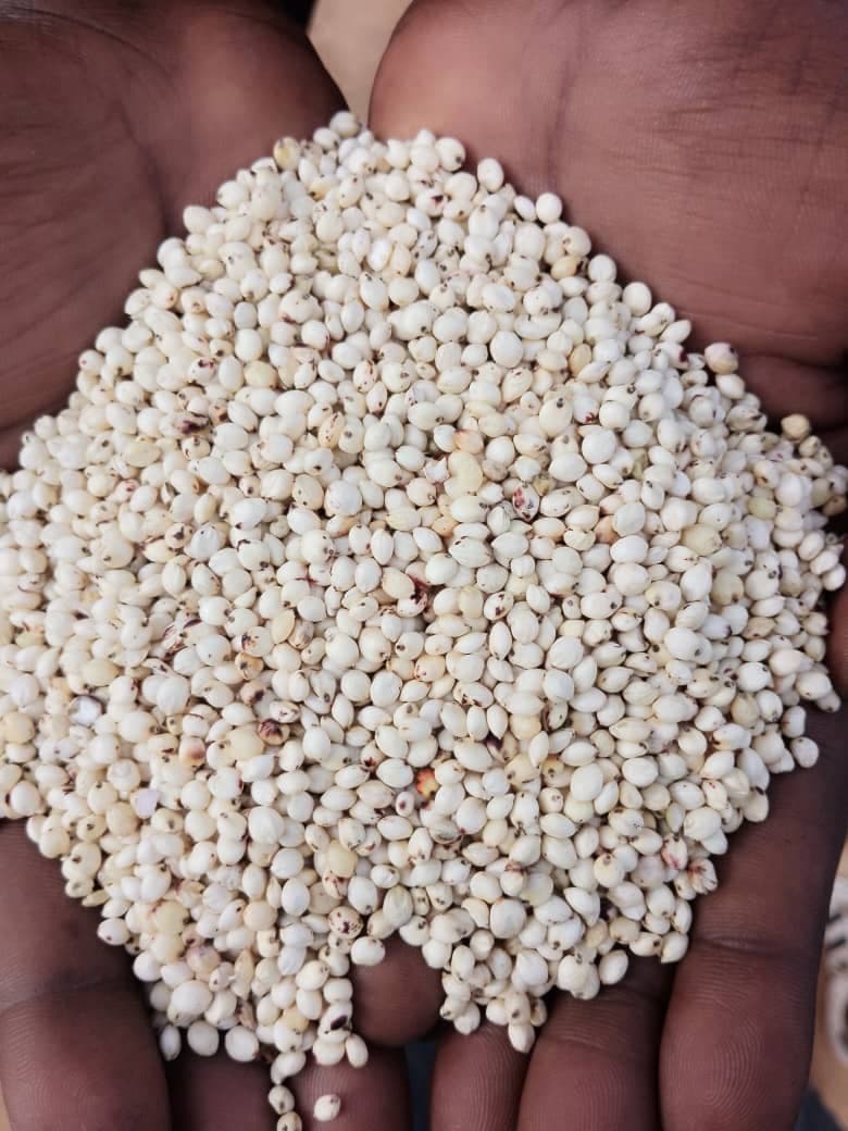 Sorgo Bianco (Sahel Agri-Sol / Adalidda / Dominio Pubblico)