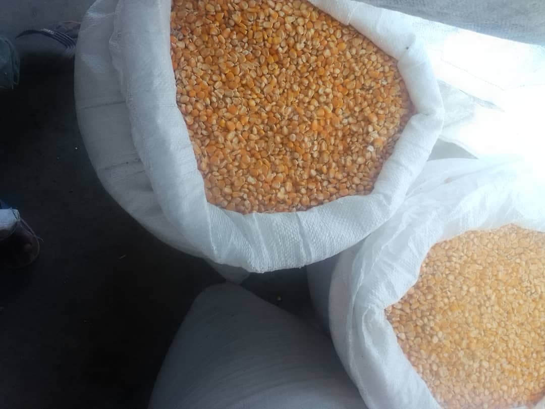 Maíz amarillo (crédito: Sahel Agri-Sol / Adalidda / Dominio público)