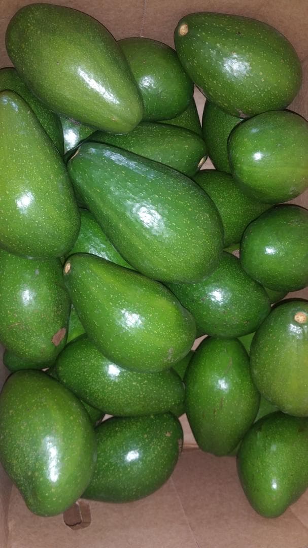 Fuerte Avocats (Crédit : Adalidda / Sahel Agri-Sol / Domaine public)