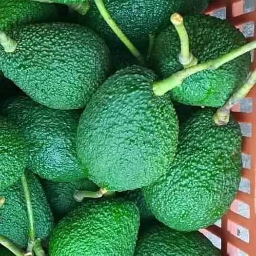 Premium Fuerte & Hass Avocados for Global Markets
