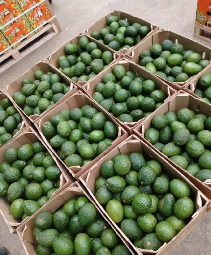 Hass Avocats (Crédit : Adalidda / Sahel Agri-Sol / Domaine public)