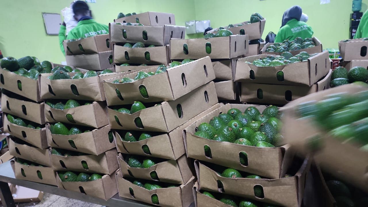 Emballage des avocats (Crédit : Adalidda / Sahel Agri-Sol / Domaine public)