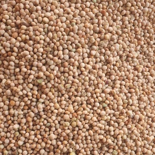 Premium Pigeon Peas Grains for Food, Beverage