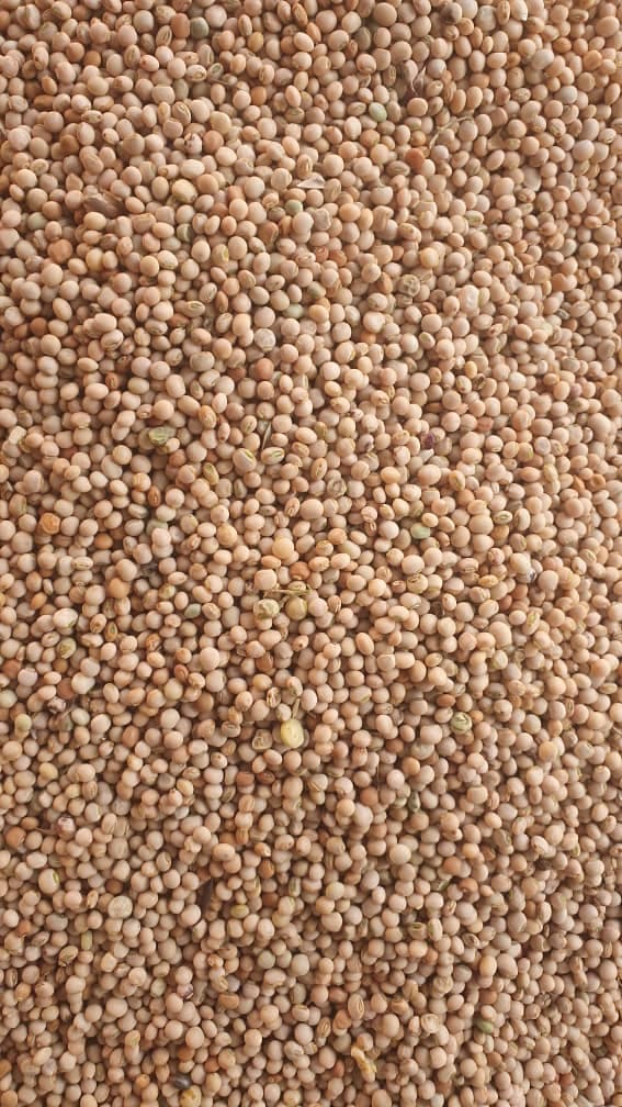 Ziarna ciecierzycy (Źródło: Sahel Agri-Sol / Adalidda / Domena Publiczna).