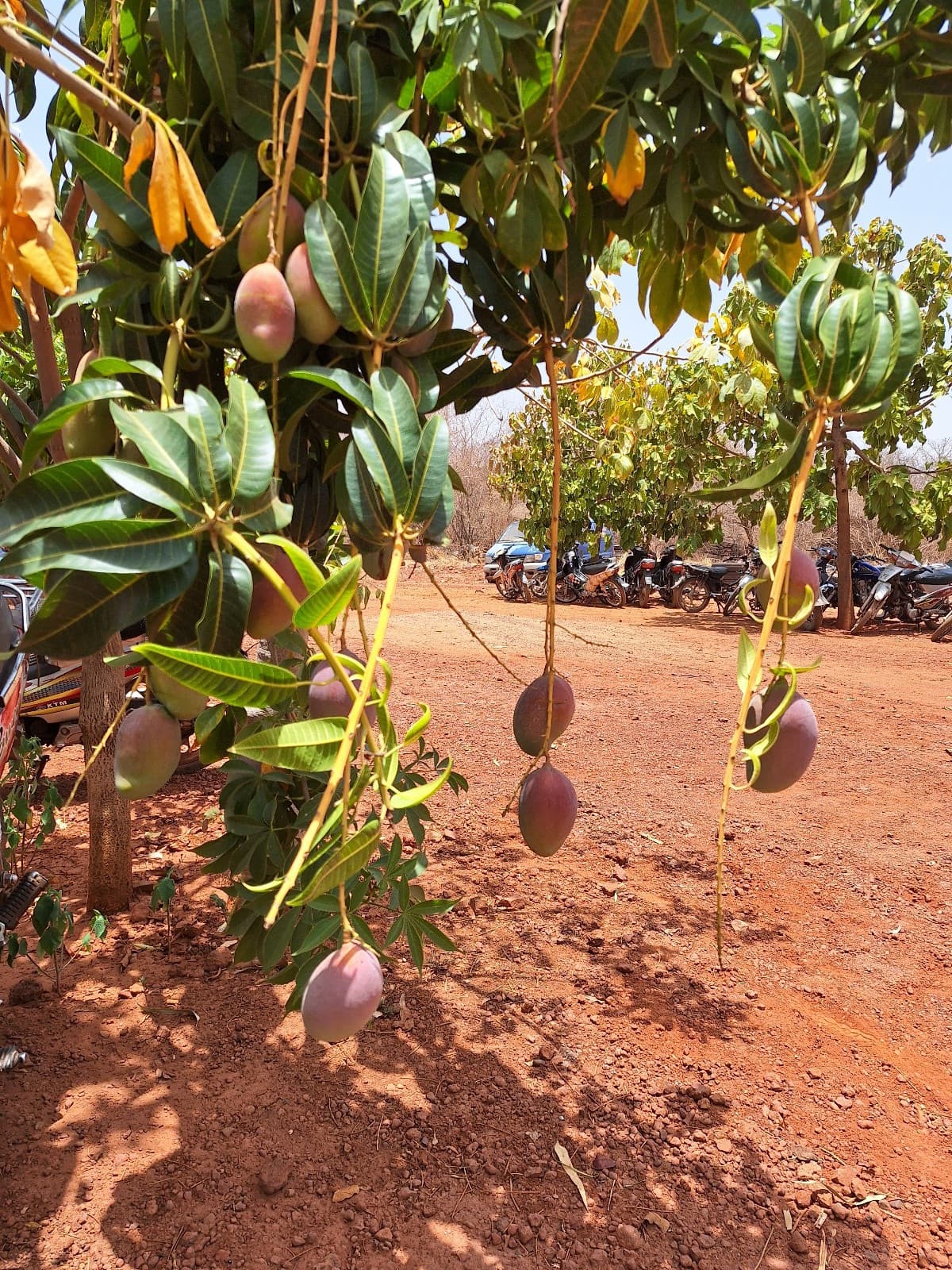 Malischer Mangobaum (Sahel Agri-Sol / Adalidda / Gemeinfrei)