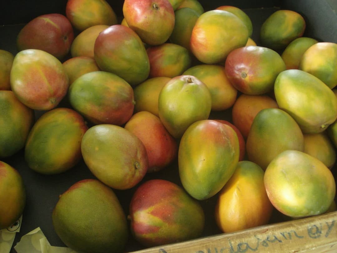 Premium Malian Mangos – Taste the Sunshine Today!