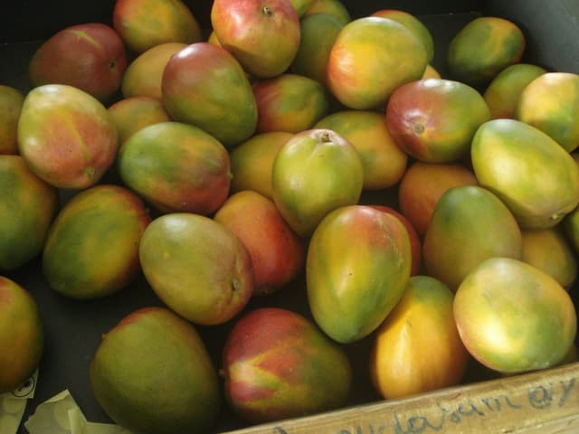 Premium Malian Mangos – Taste the Sunshine Today!