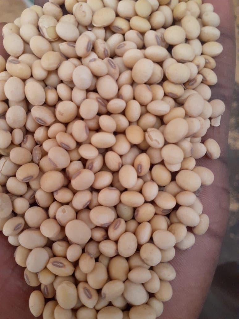 非转基因大豆。原产地：贝宁（Sahel Agri-Sol / Adalidda / 公共领域）