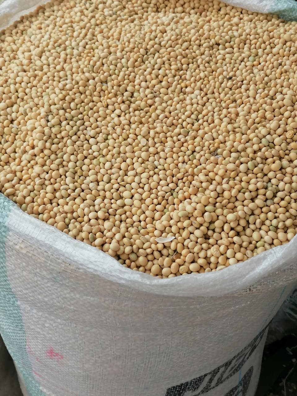 非转基因大豆。原产地：贝宁（Sahel Agri-Sol / Adalidda / 公共领域）