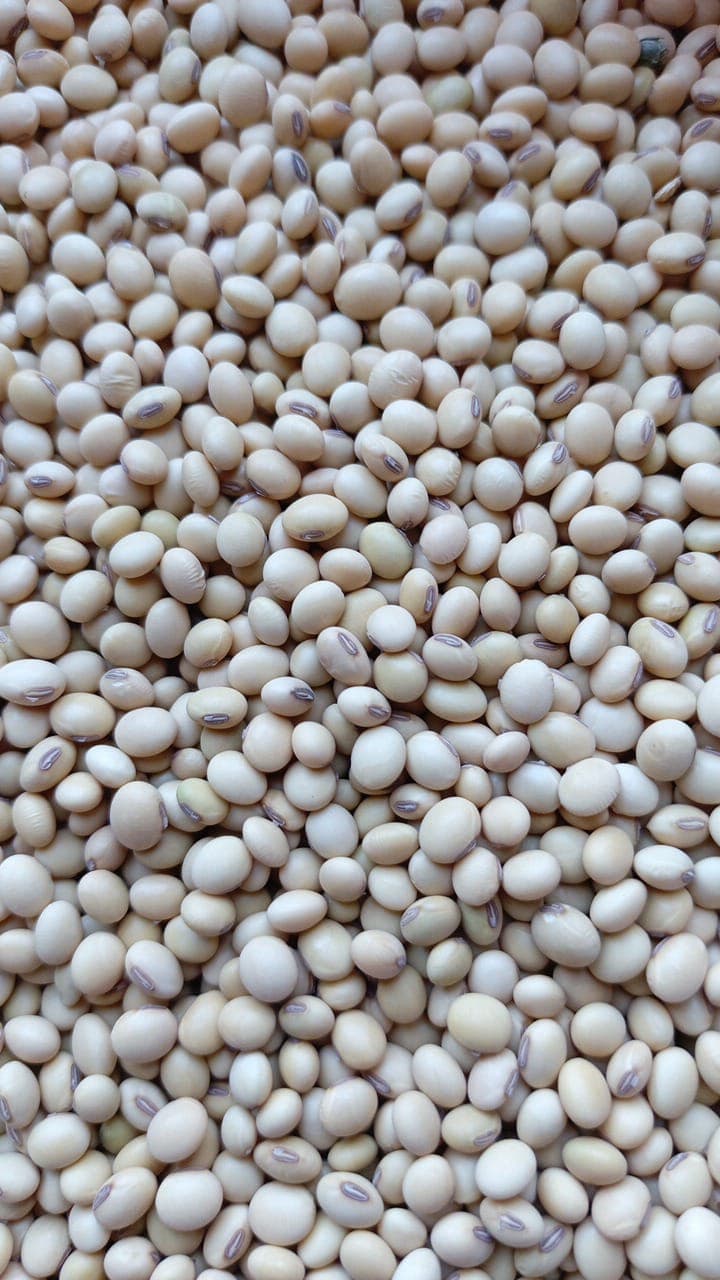 非转基因大豆。原产地：贝宁（Sahel Agri-Sol / Adalidda / 公共领域）