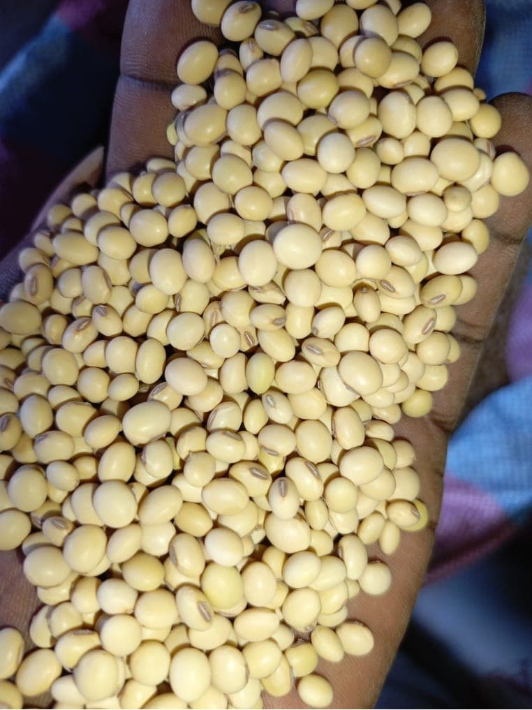 非转基因大豆。原产地：贝宁（Sahel Agri-Sol / Adalidda / 公共领域）