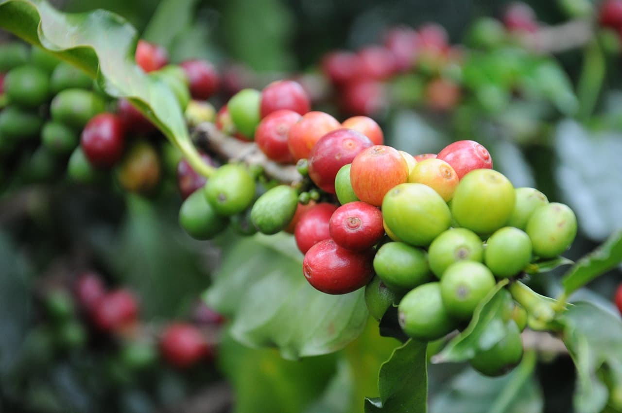 Buah kopi (Pixabay.com / Domain publik)