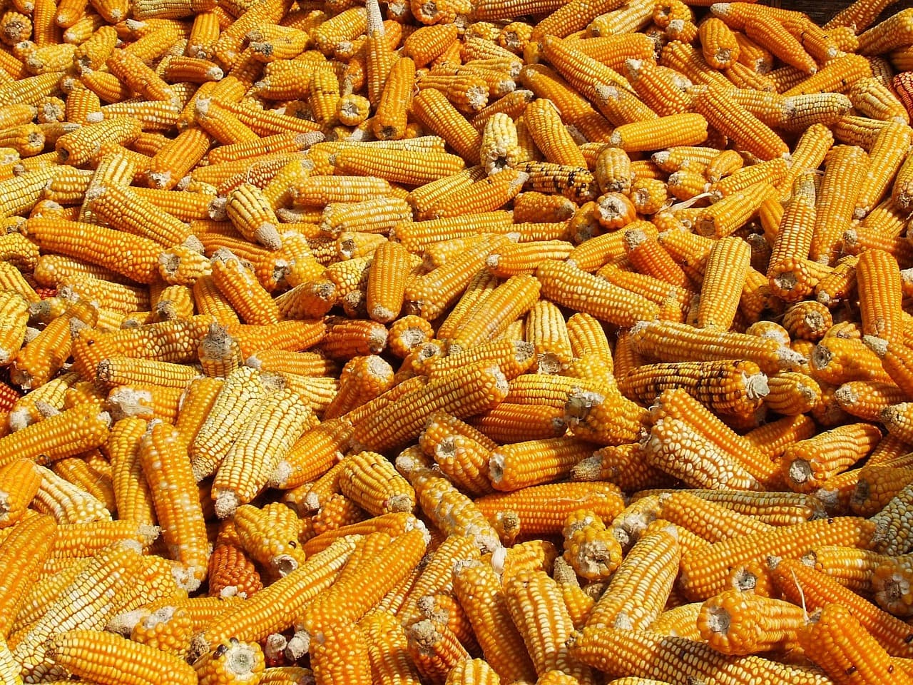 Pengeringan jagung (Pixabay.com / Domain publik)