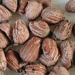 Descubra as Nozes de Karité Premium da Sahel Agri-Sol